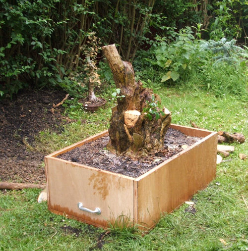 privet bonsai after pruning